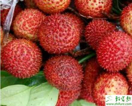 利用牛大力套种荔枝林地效益好