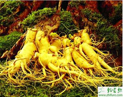 种西洋参的采收加工经验