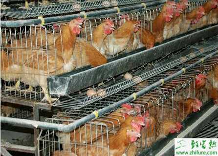 教你养鸡场如何防控疫病的方法