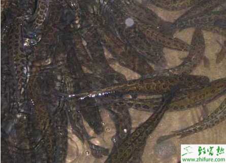 精养黑鱼的饲料如何投喂经验