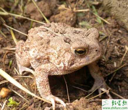 怎样养殖有机蟾蜍的技巧