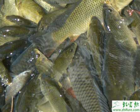 利用化肥肥水养鱼的经验