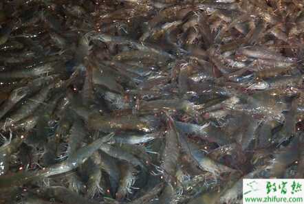 养虾养出的一片新天地