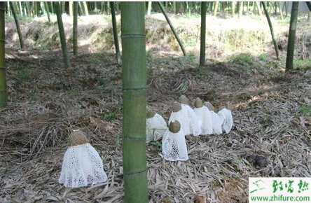 竹林里套种竹荪收益增大