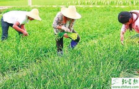 教你种韭菜施什么肥产量高