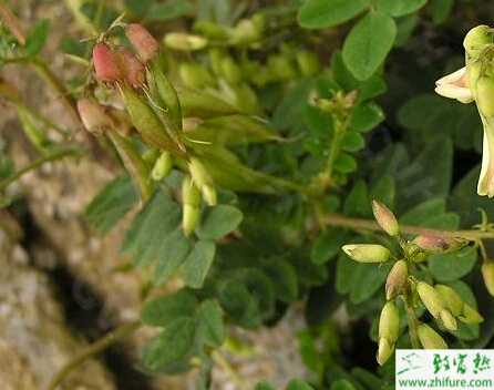 种黄芪开出致富花