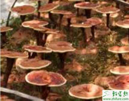 大棚种灵芝利润环保双赢