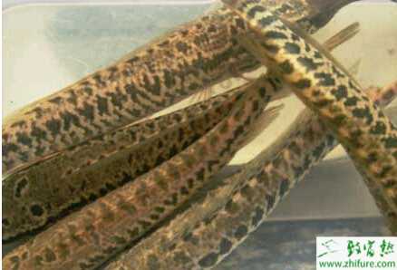 养殖乌鳢技术的三个关键