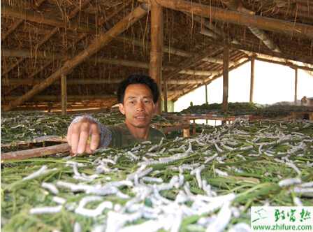 种桑树养蚕既致富又环保