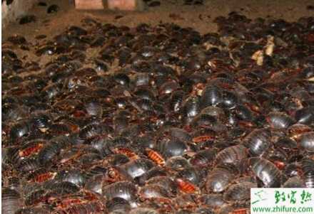 养殖土元轻松年赚十万