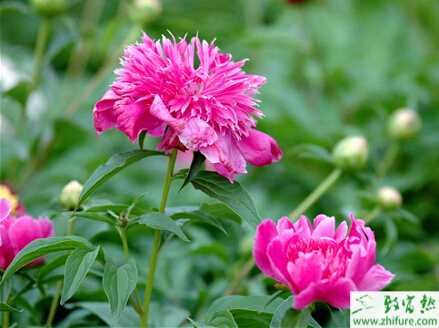 带你了解白芍的综合市场分析