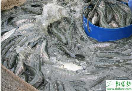 小小黑鱼带来的巨大财富