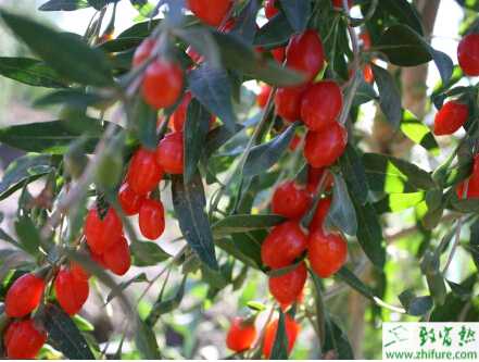 90后小伙种植枸杞迈向致富