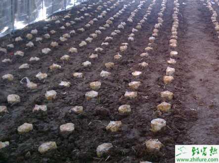 种灵芝带你走向致富的又一出路