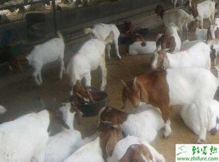 提高舍饲养羊效益的经验