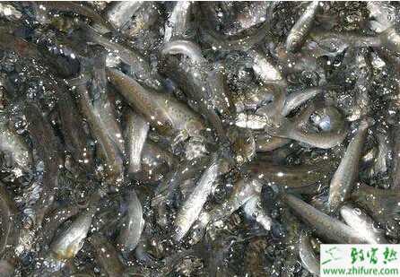 谭正才养殖黑鱼也能致富