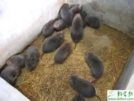 农民养竹鼠销路不发愁