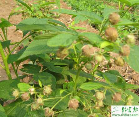 海归种植有机树莓致富