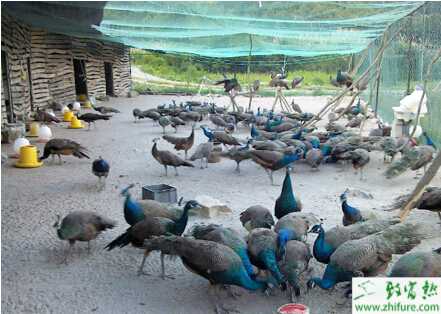 散养孔雀球虫病防治经验