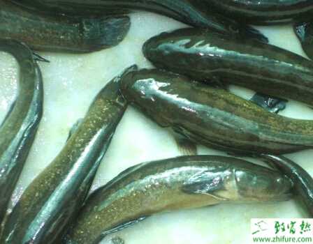 底部增氧养黑鱼养殖好方法