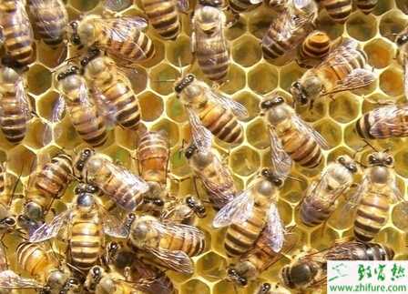 大棚里种草莓养蜜蜂