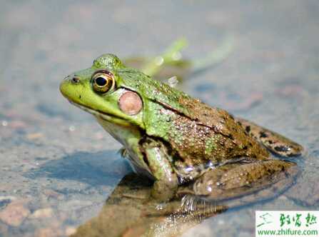 赵易龙不当白领养殖青蛙
