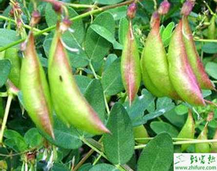 林下种植黄芪经济效益可观