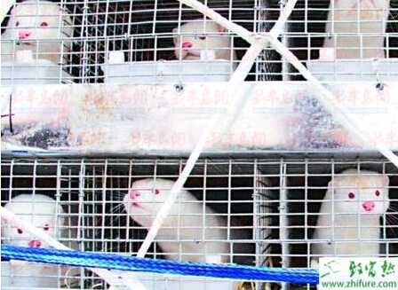 水貂市场不景气诸城养貂业遭重创