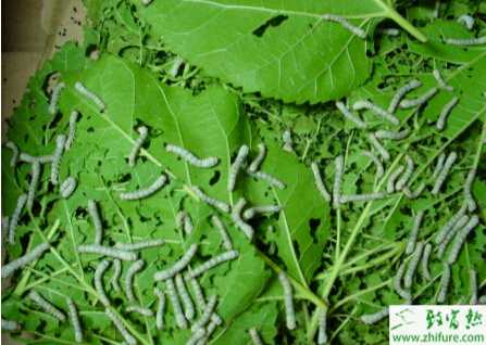 安龙县种桑养蚕初见成效