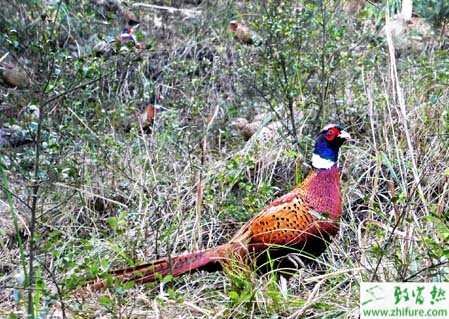 “新农民”养野鸡的新方法