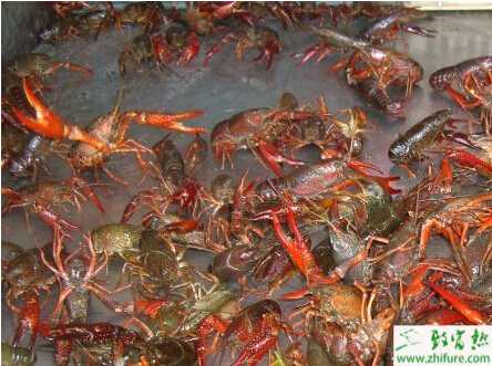 潜江养殖小龙虾再次获得丰收