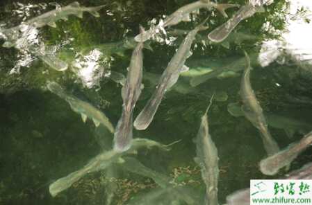 养殖鸭嘴鱼“钱途”无量