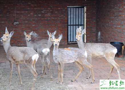 生态特种养殖狍子致富增收好手段