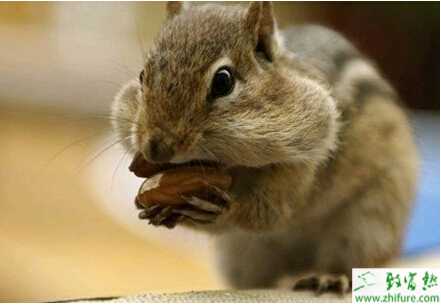 养殖松鼠致富很意外