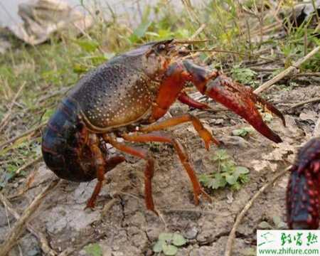 入冬后稻田养殖淡水小龙虾的五要点