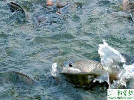 教你选购养鱼设备