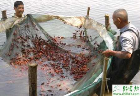 低洼田里的高效养殖小龙虾技术