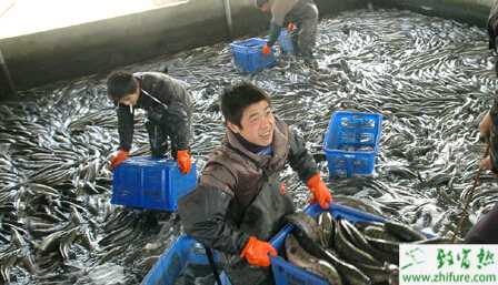 养殖黑鱼苗种土池培育的管理技术