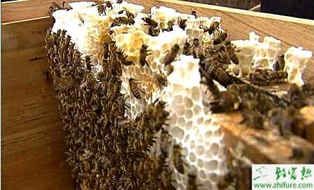 养蜂夏季蜂群管理需要注意的