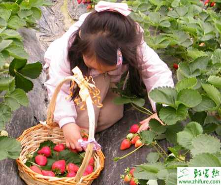 种草莓冬季覆盖需注意