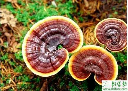 如何利用桑枝栽培灵芝技术