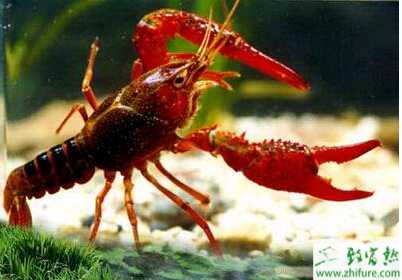 利用茭白与小龙虾混养的技术要点