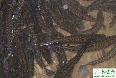 夏花水泥池培育黑鱼技术