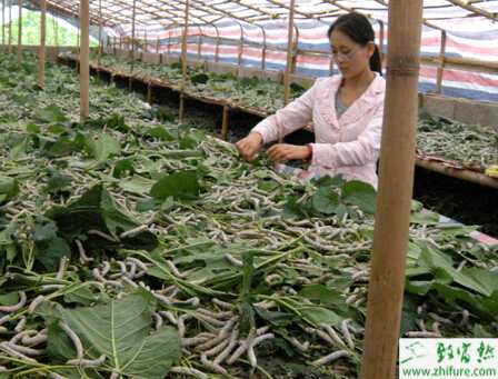 养蚕儿吐出“银蛋蛋”