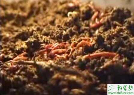 养殖蚯蚓夏季需要记得降温