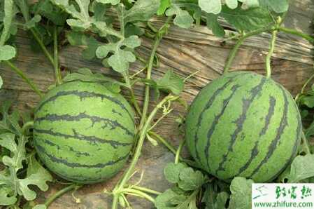 露地西瓜田间管理技术