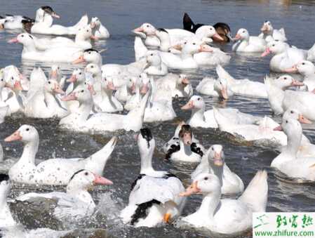 养殖鸭子如何延长鸭子产蛋期