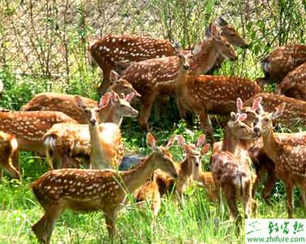 养殖梅花鹿该怎样放牧