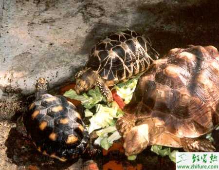 石龟吃什么长得快