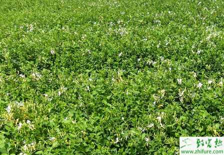 种金银花的繁殖技术